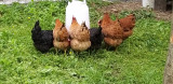 nos poules