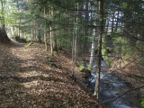 Depuis le gite,petite ballade en foret