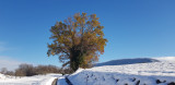paysage enneigé