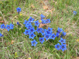 Gentianes bleues