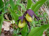 Sabot de venuse fleuris au printemps
