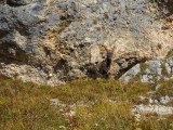 Bouquetin