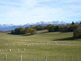 Troupeau de moutons
