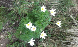 Fleur de montagne