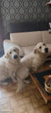 Gîte dog friendly