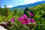 vue depuis la terrasse