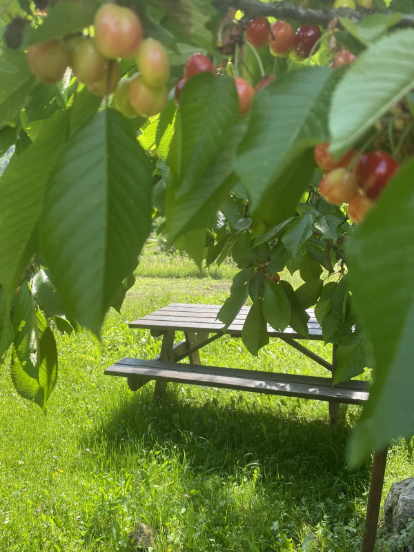Jardin