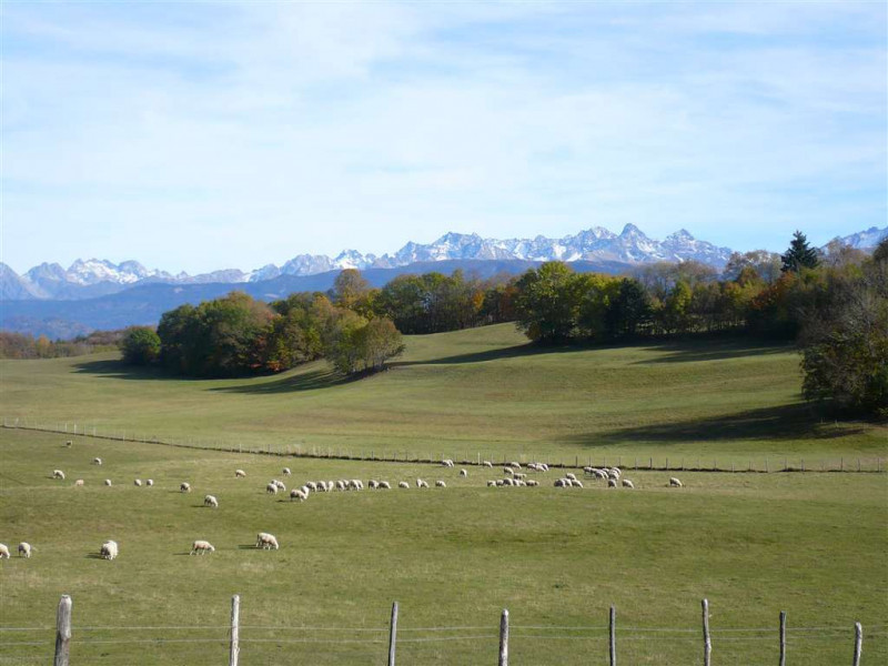 Troupeau de moutons