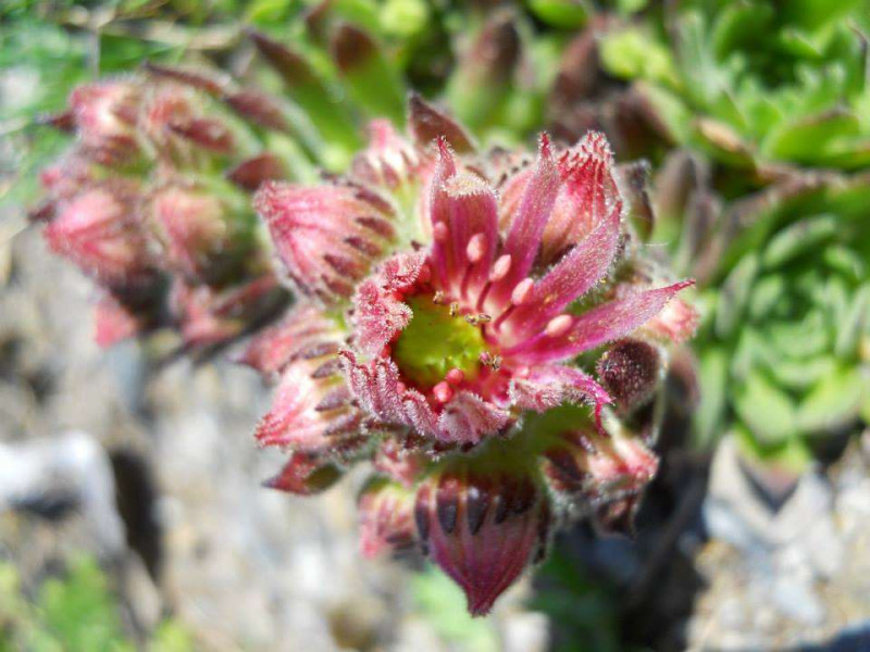 Fleur de montagne - © Gîtes de France Fleur de montagne