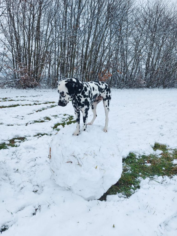 le dalmatien sur sa boule de neige - © la Calistane le dalmatien sur sa boule de neige
