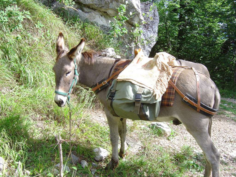 30521517.jpg.jpg 30521517.jpg.jpg