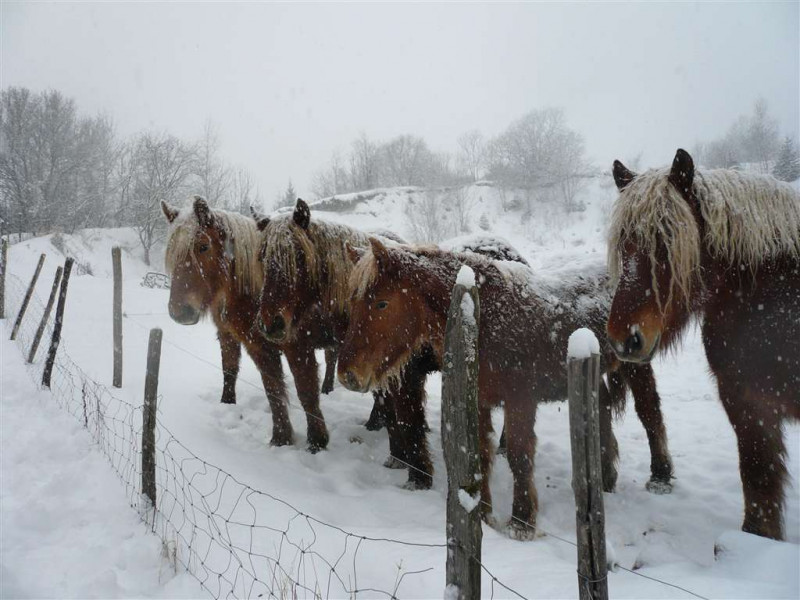 chevaux - © Gîtes de France chevaux