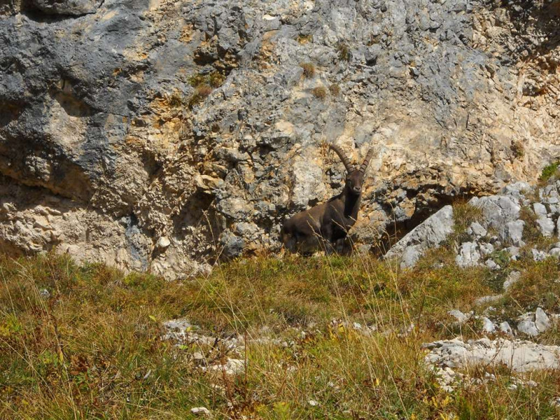 Bouquetin - © Gîtes de France Bouquetin