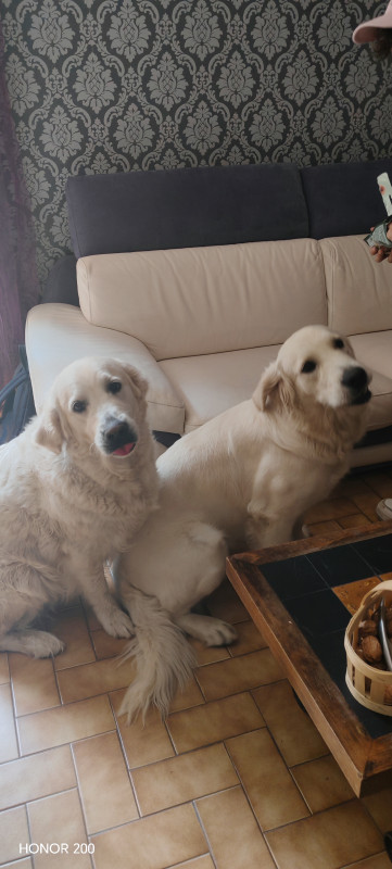 Gîte dog friendly - © Calistane Gîte dog friendly