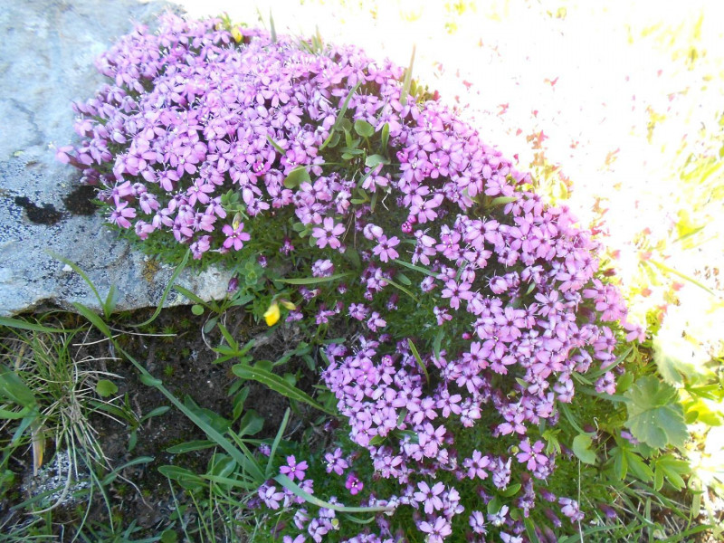 6a101f2b7de10a3b33b74675799fdde3.jpg 6a101f2b7de10a3b33b74675799fdde3.jpg