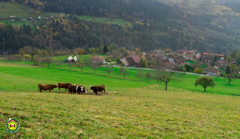 Novembre 2016, les voisines profitent encore un peu de l'herbe. En contrebas le hameau.