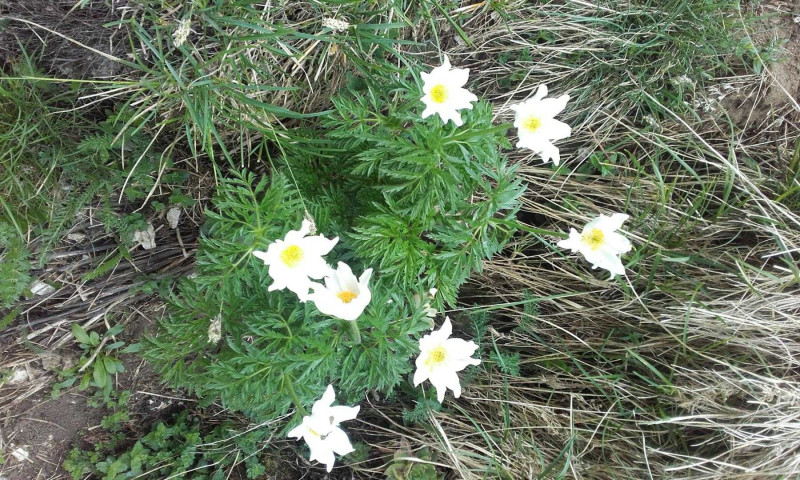 Fleur de montagne