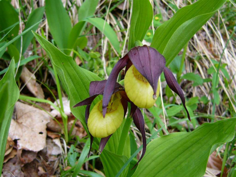 Sabot de venuse fleuris au printemps