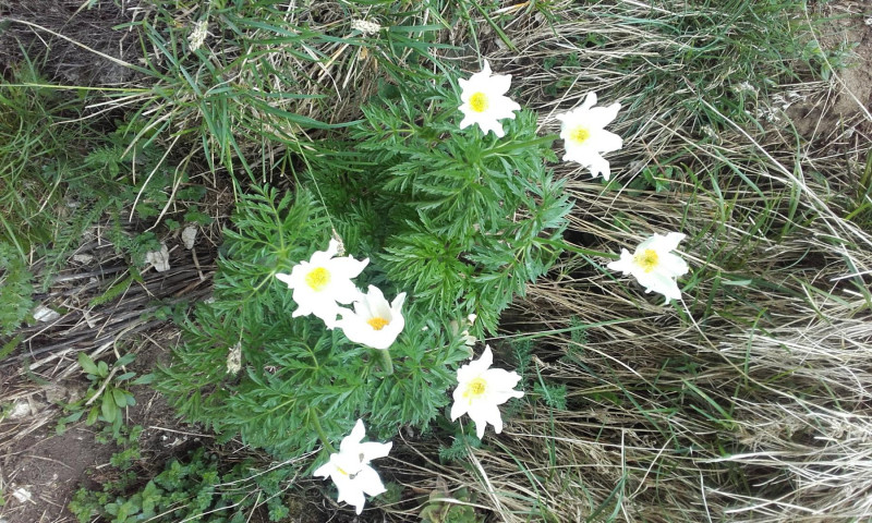 Fleur de montagne